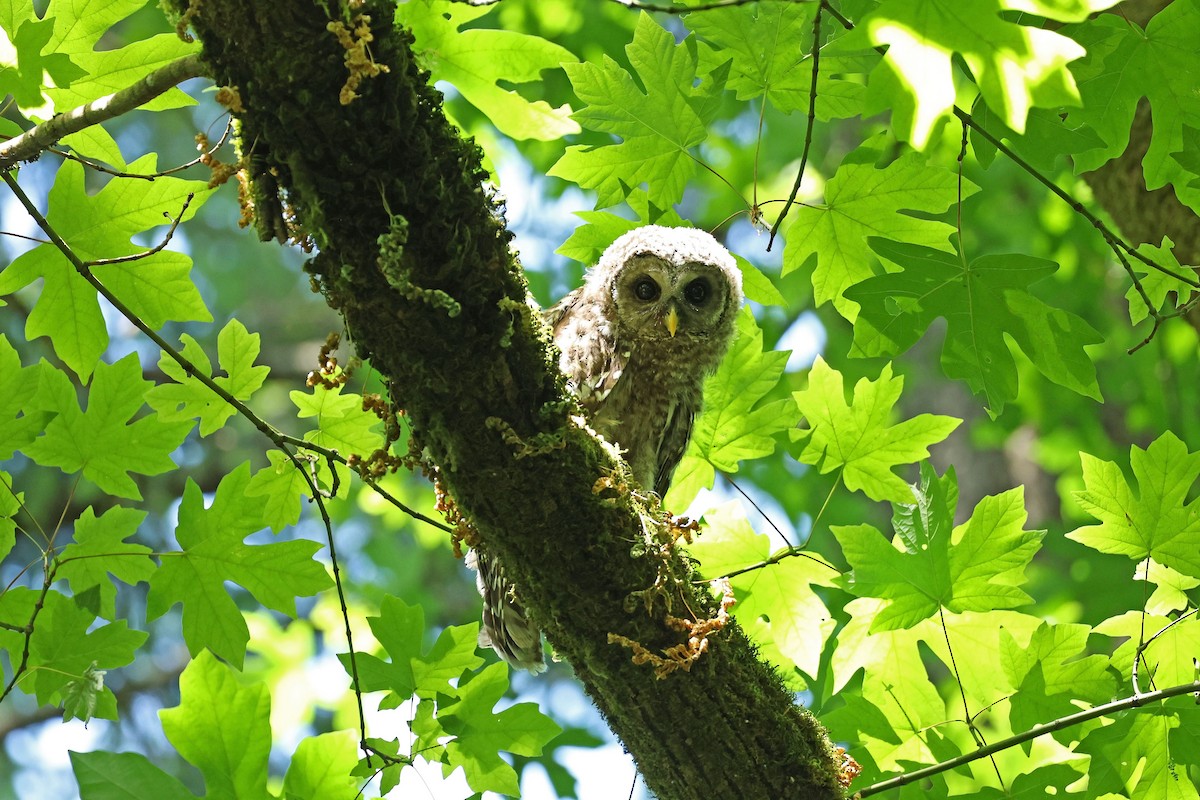Barred Owl - ML638235111