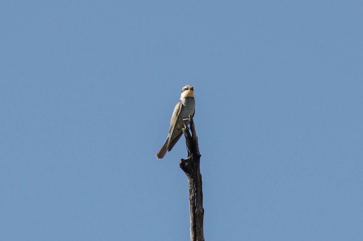 European Bee-eater - ML638235114