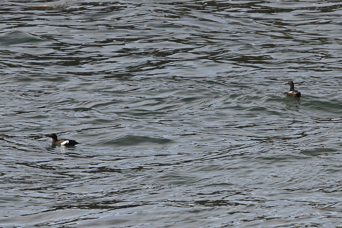 Pigeon Guillemot - ML638235146