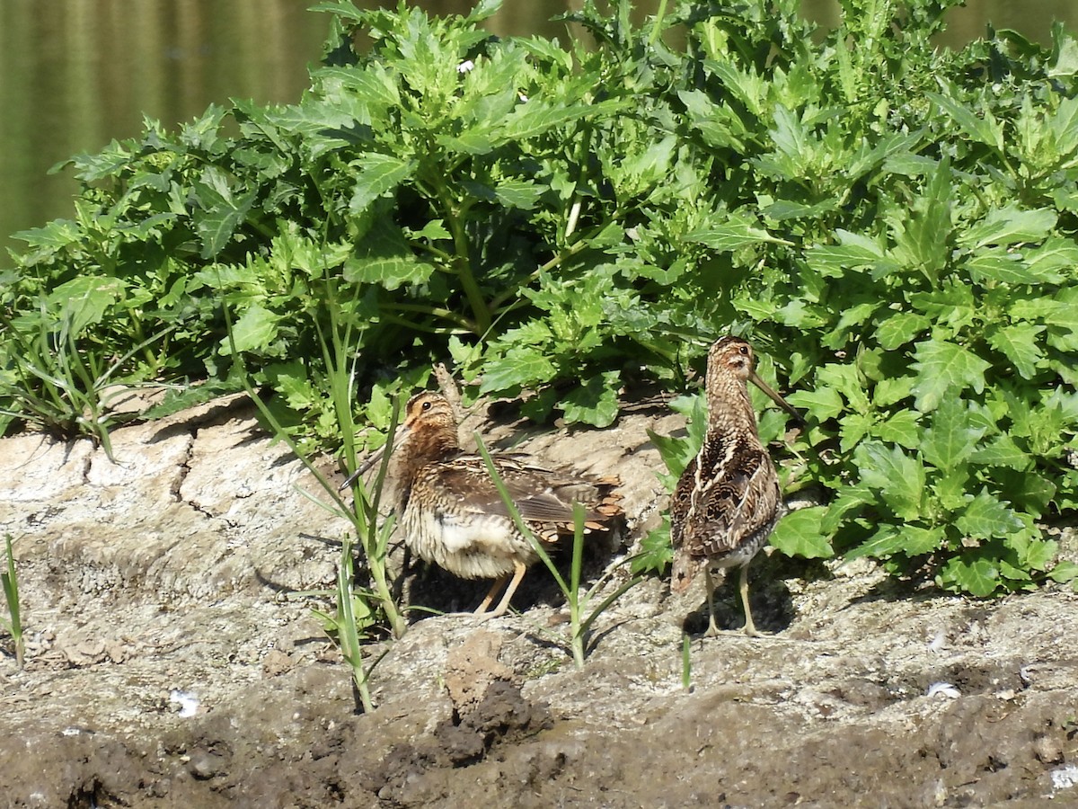 Common Snipe - ML638235150