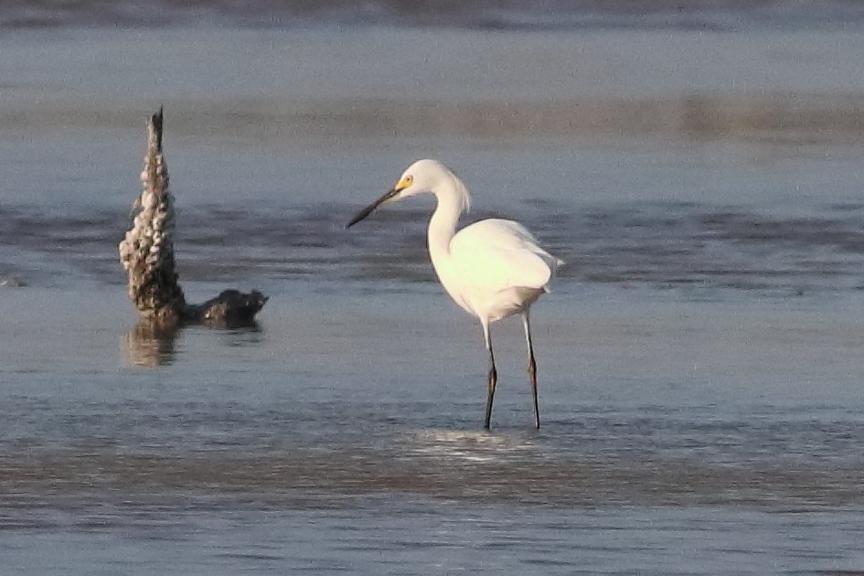 Snowy Egret - ML638235153