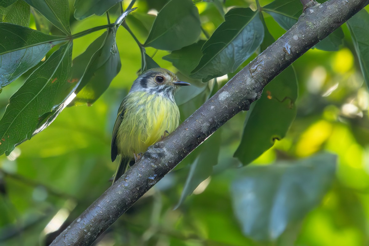 Eared Pygmy-Tyrant - ML638235211