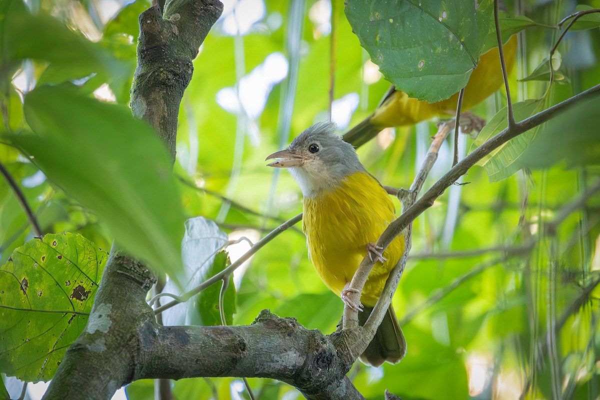 Gray-headed Tanager - ML638235251