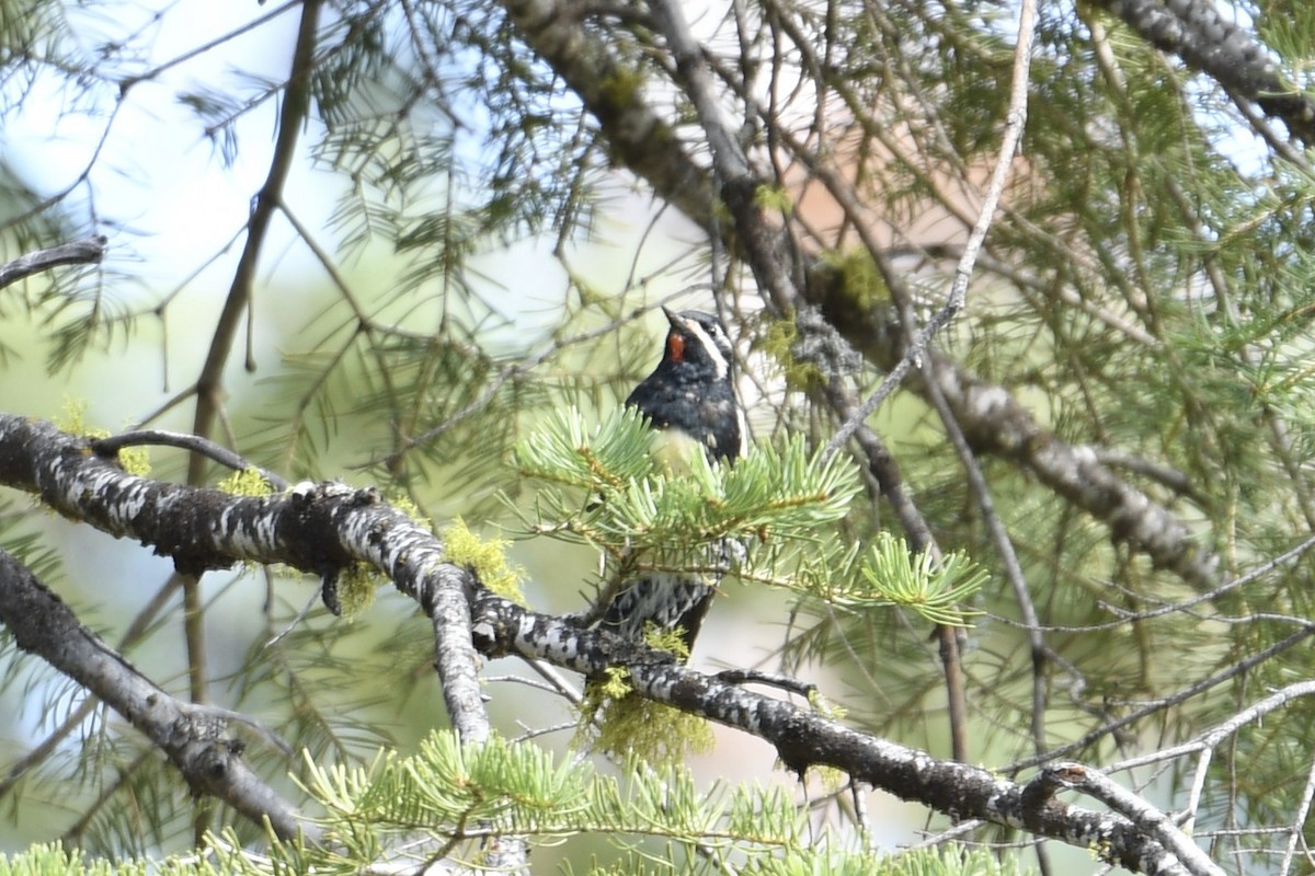 Williamson's Sapsucker - ML638235253