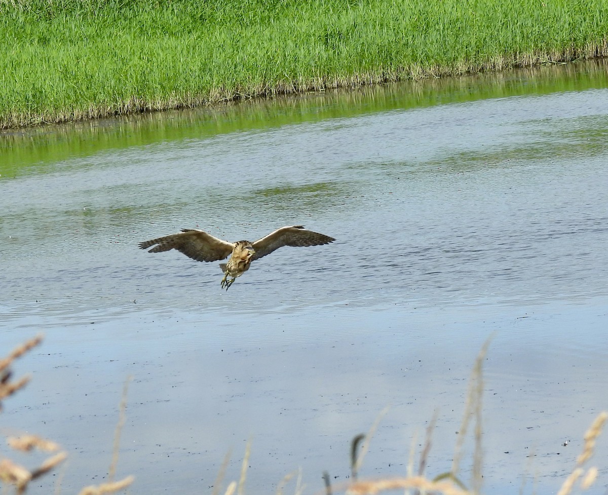 Eurasian Bittern - ML638235260