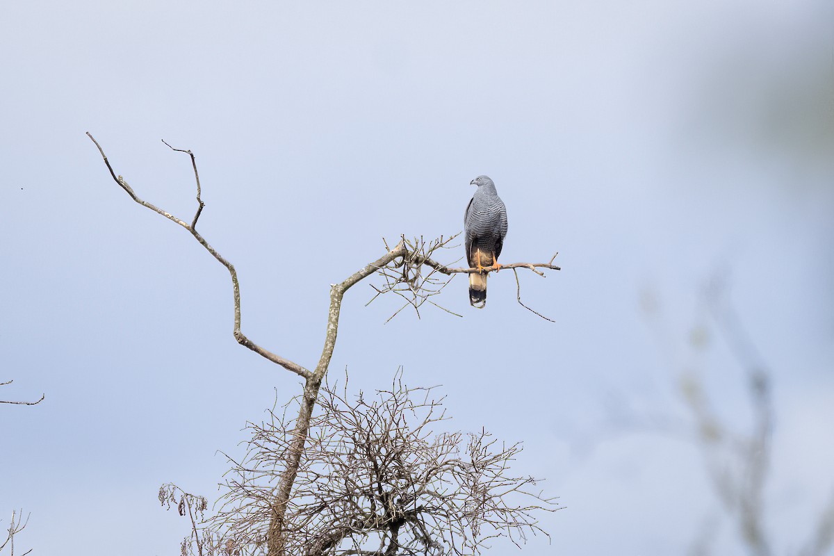 Crane Hawk - ML638235273