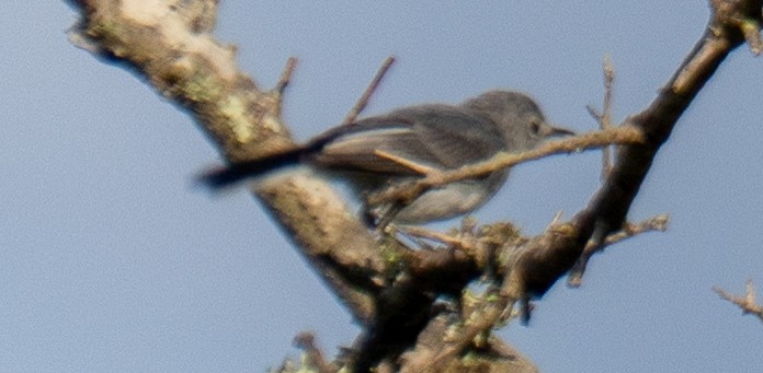 Blue-gray Gnatcatcher - ML638235297