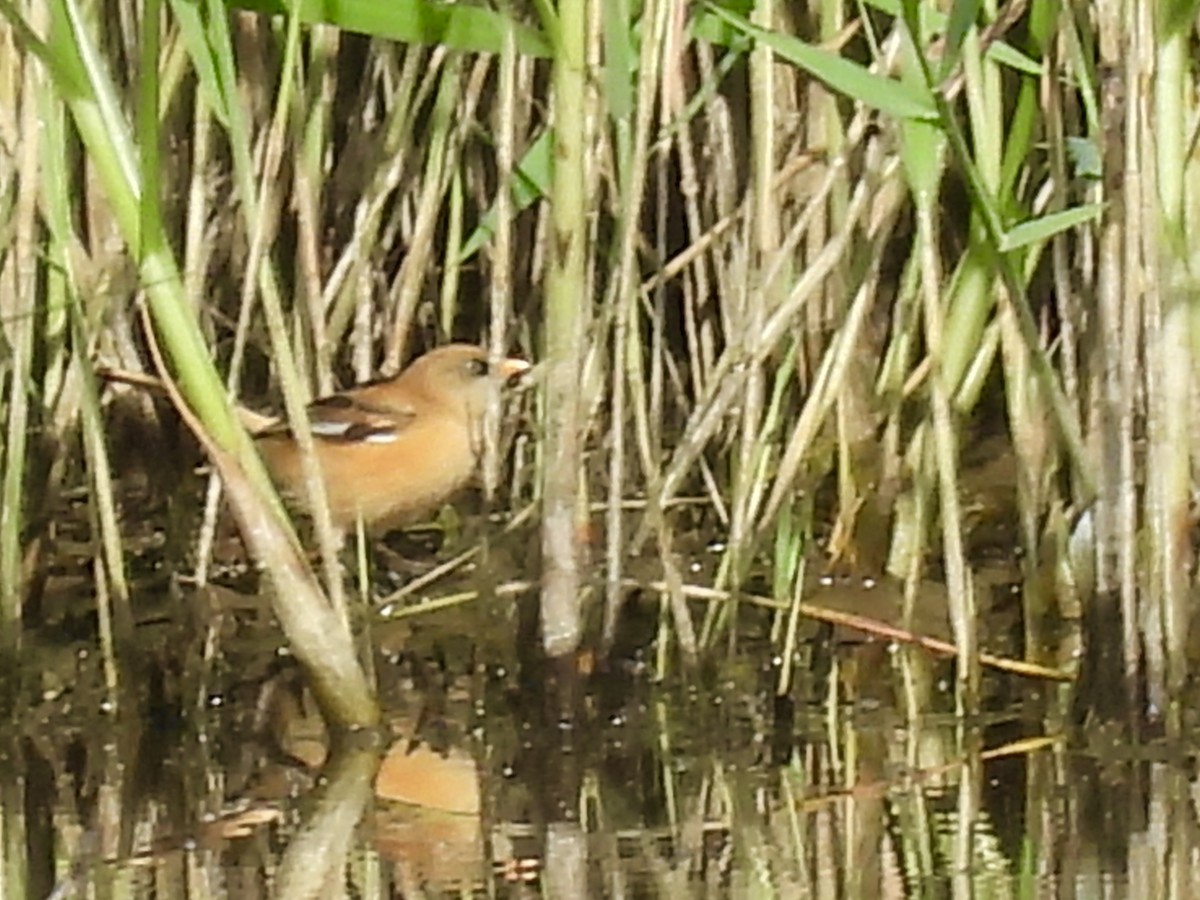 Bearded Reedling - ML638235302