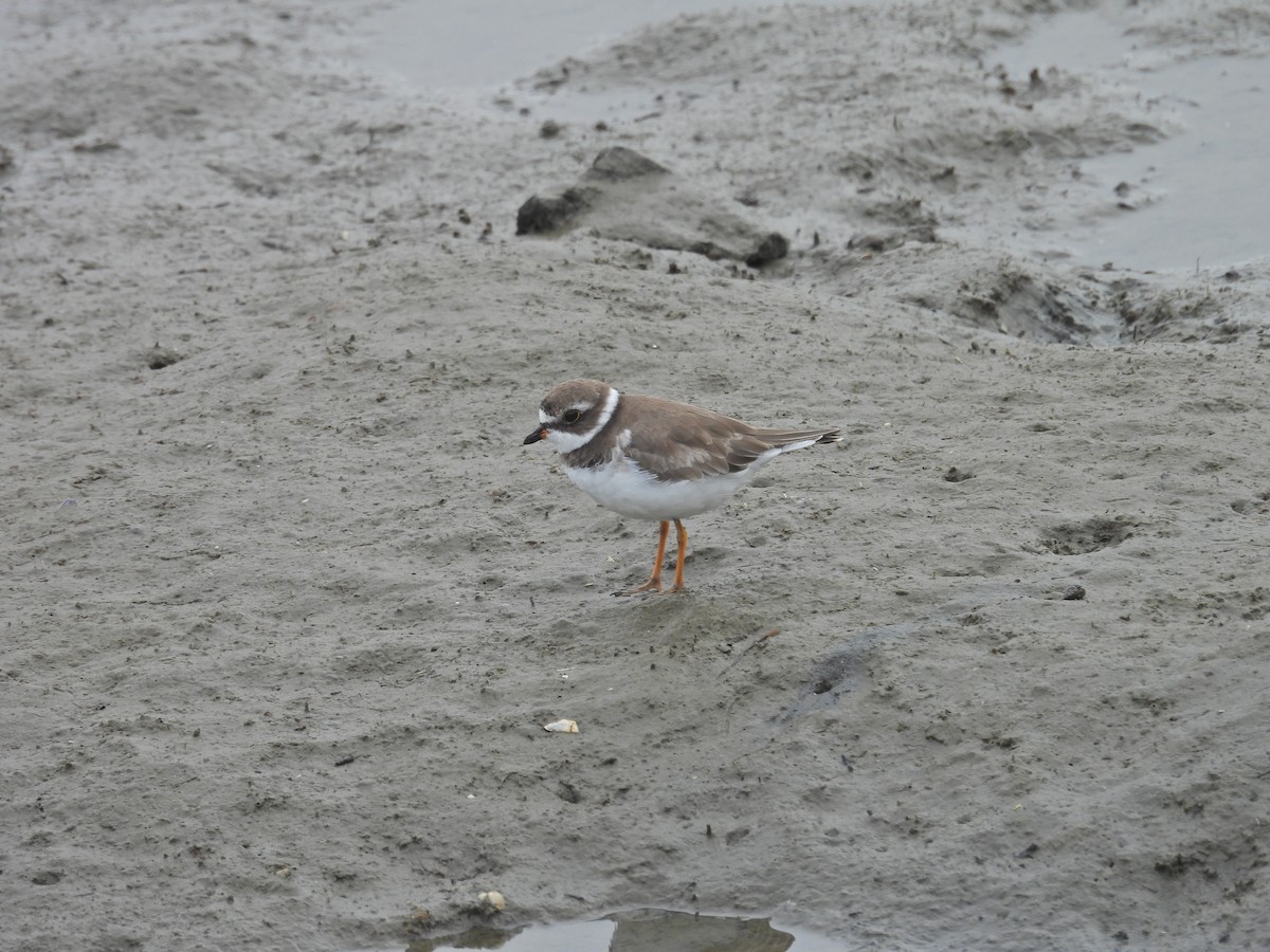 Semipalmated Plover - ML638235352
