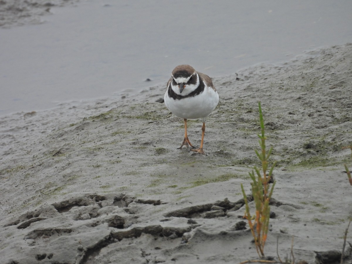 Semipalmated Plover - ML638235353