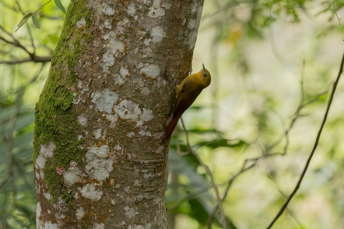 Olivaceous Woodcreeper - ML638235366