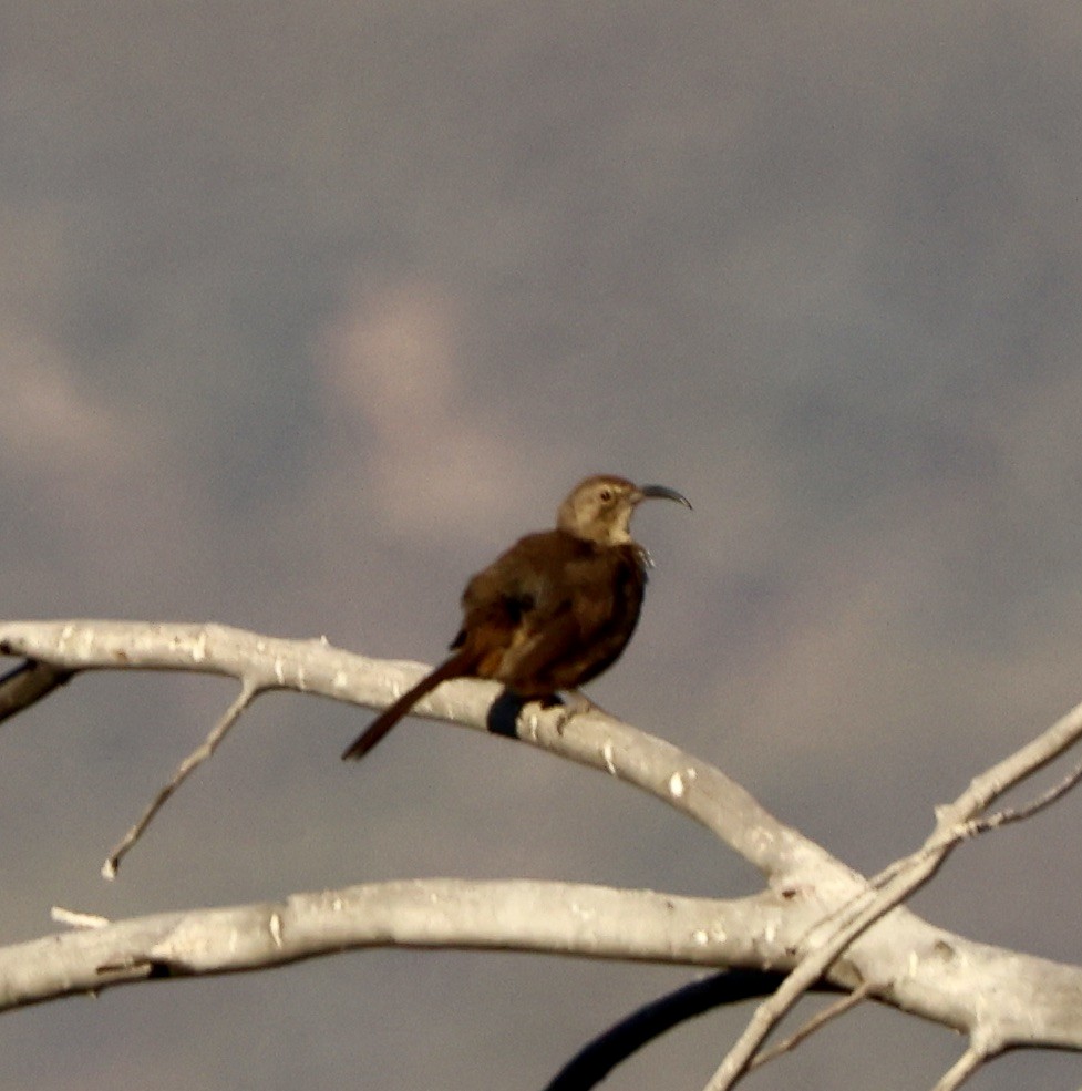 California Thrasher - ML638235369