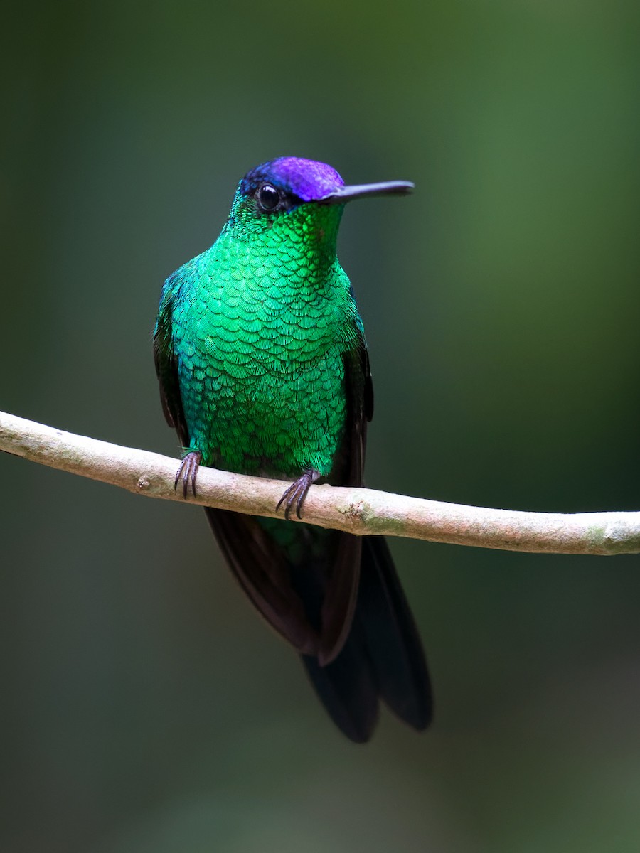 Violet-capped Woodnymph - ML638235370
