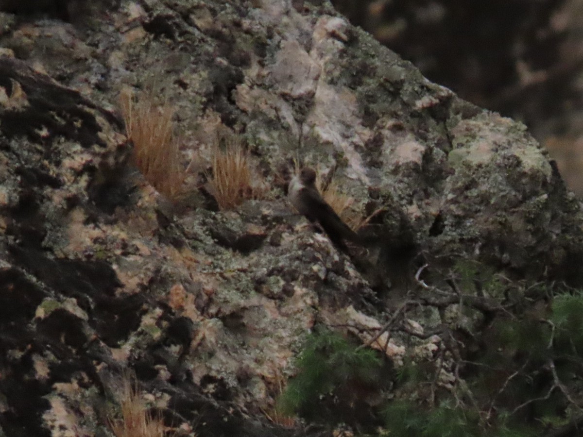 Eurasian Crag-Martin - ML638235375