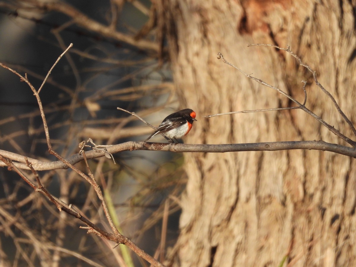 Red-capped Robin - ML638235382