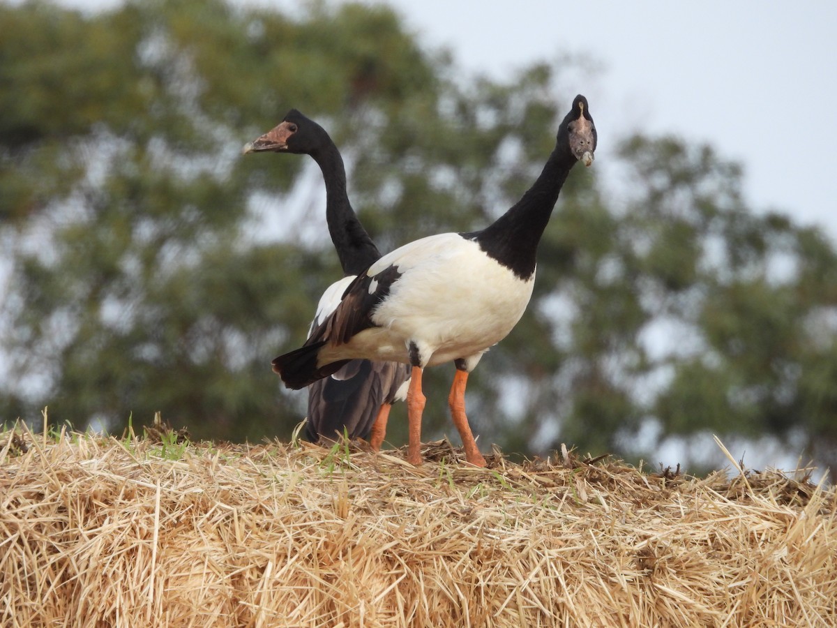 Magpie Goose - ML638235402