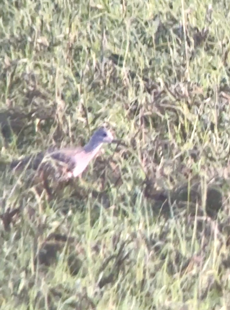 Lesser Yellowlegs - ML638235435
