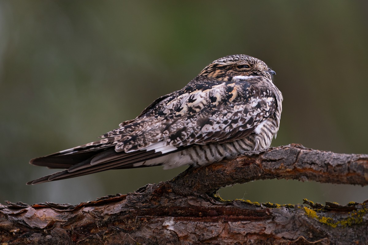 Common Nighthawk - ML638235509
