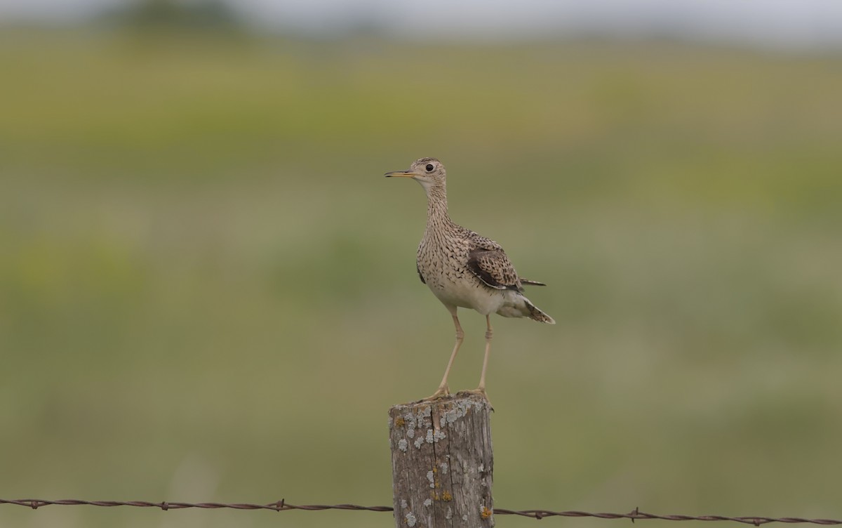 Upland Sandpiper - ML638235516