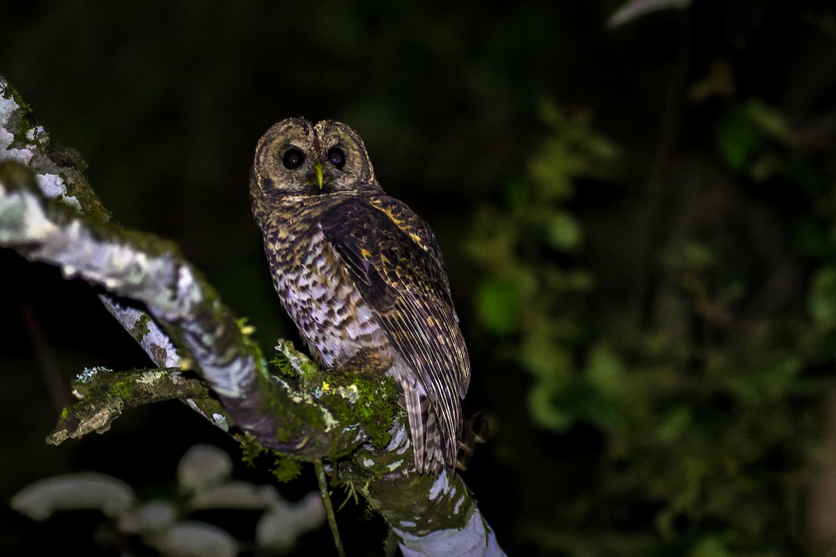 Rusty-barred Owl - ML638235519