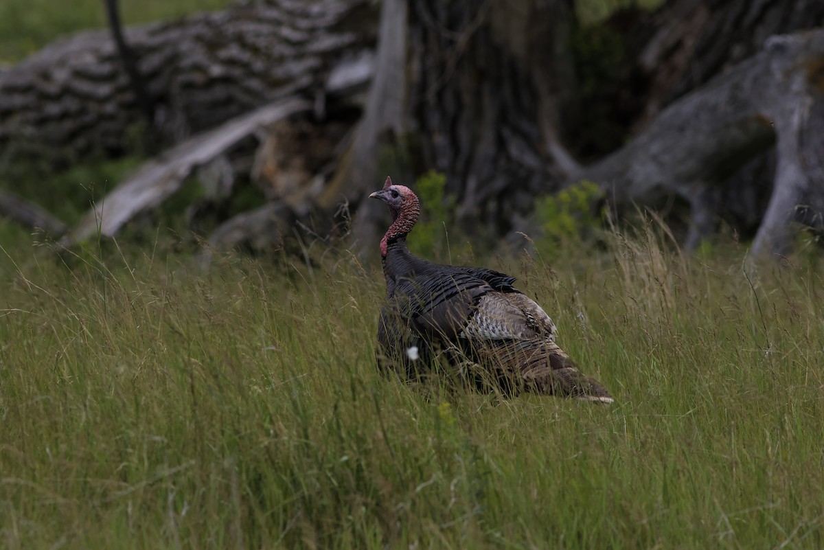 Wild Turkey - ML638235520