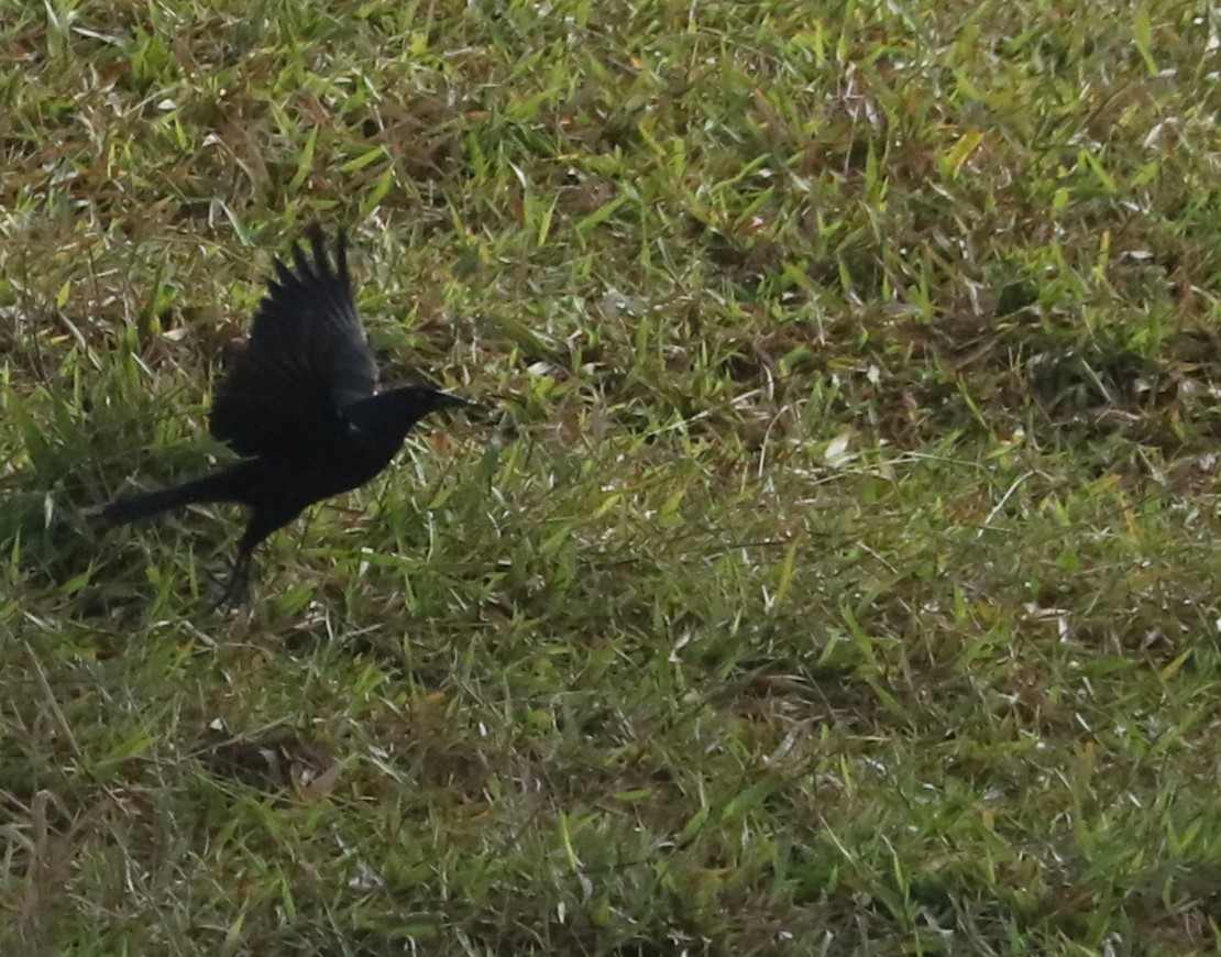 Giant Cowbird - ML638235525