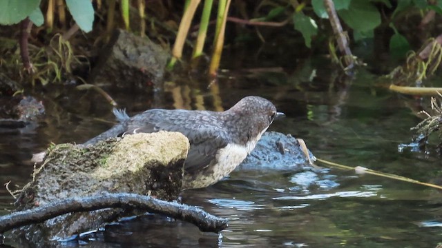 White-throated Dipper - ML638235535