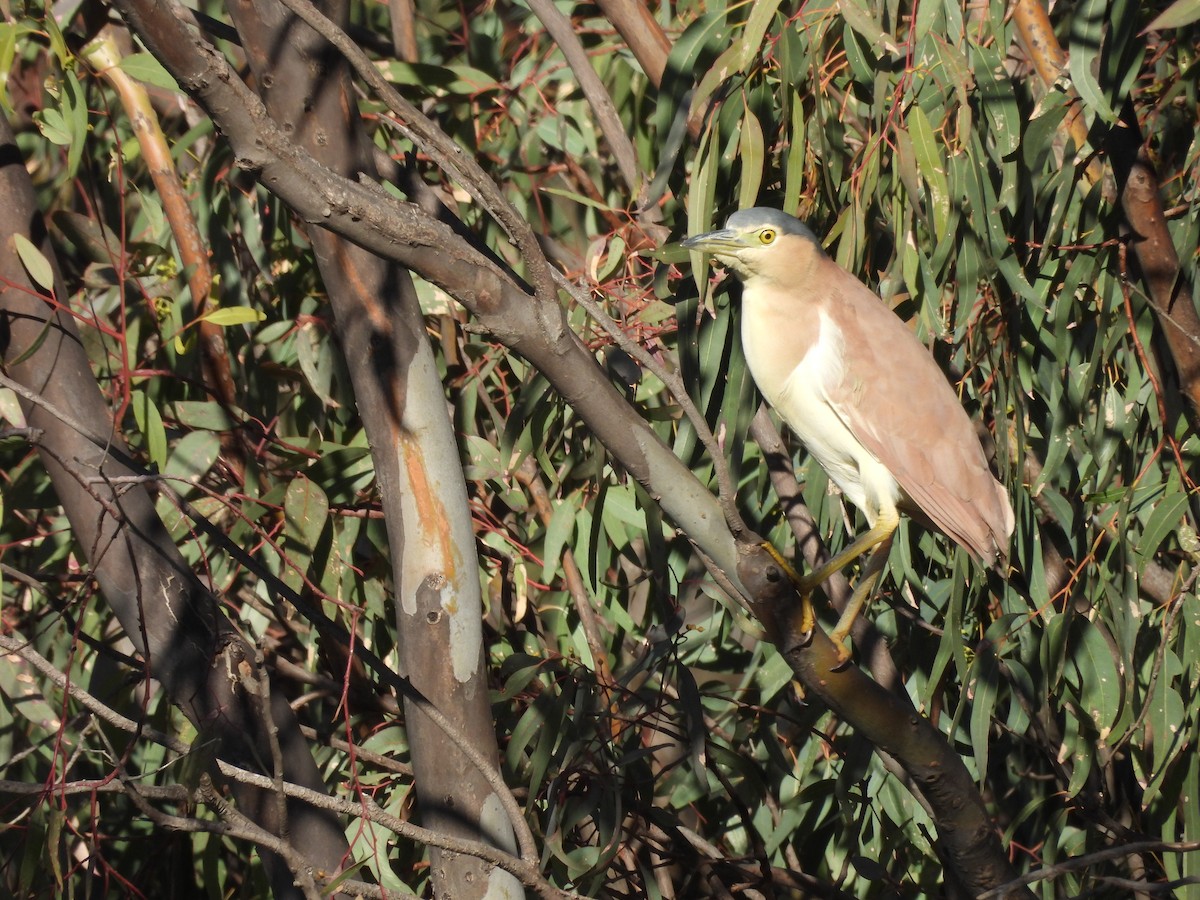 Nankeen Night Heron - ML638235540