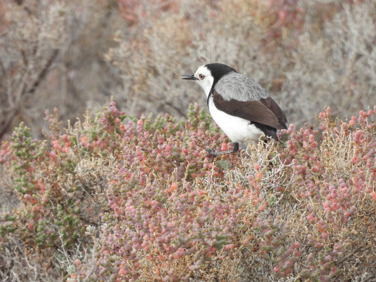 White-fronted Chat - ML638235545