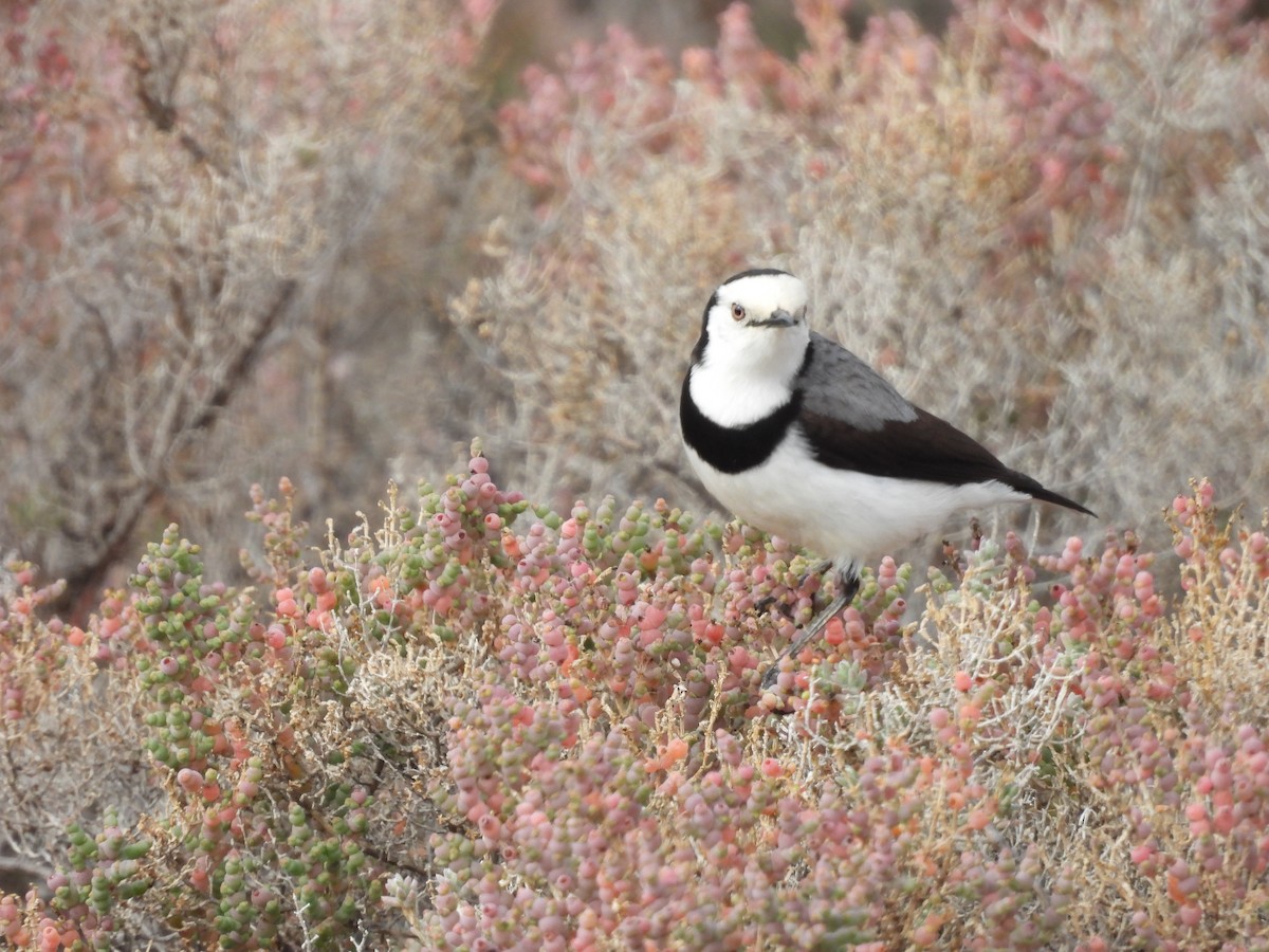 White-fronted Chat - ML638235546