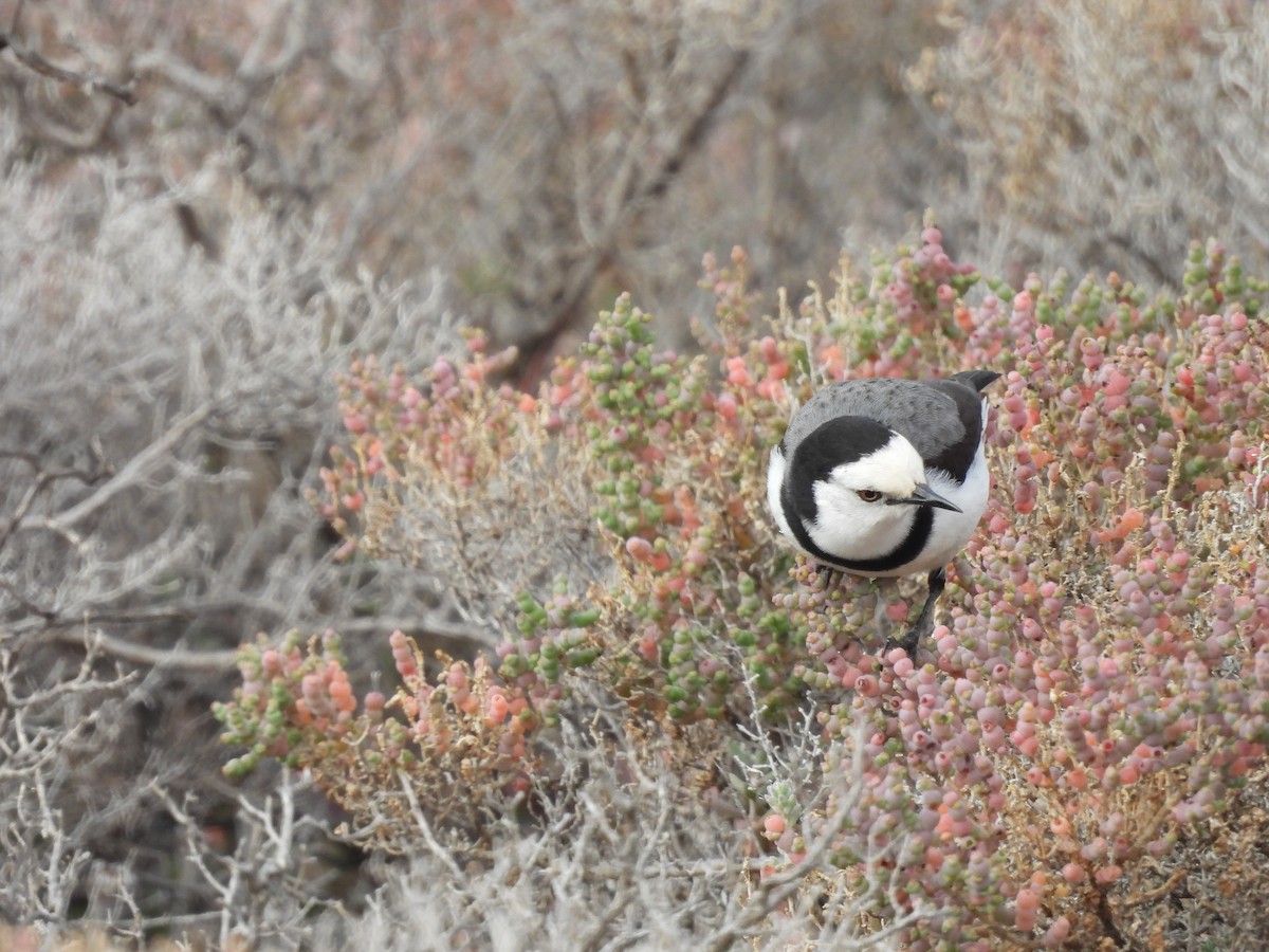 White-fronted Chat - ML638235550