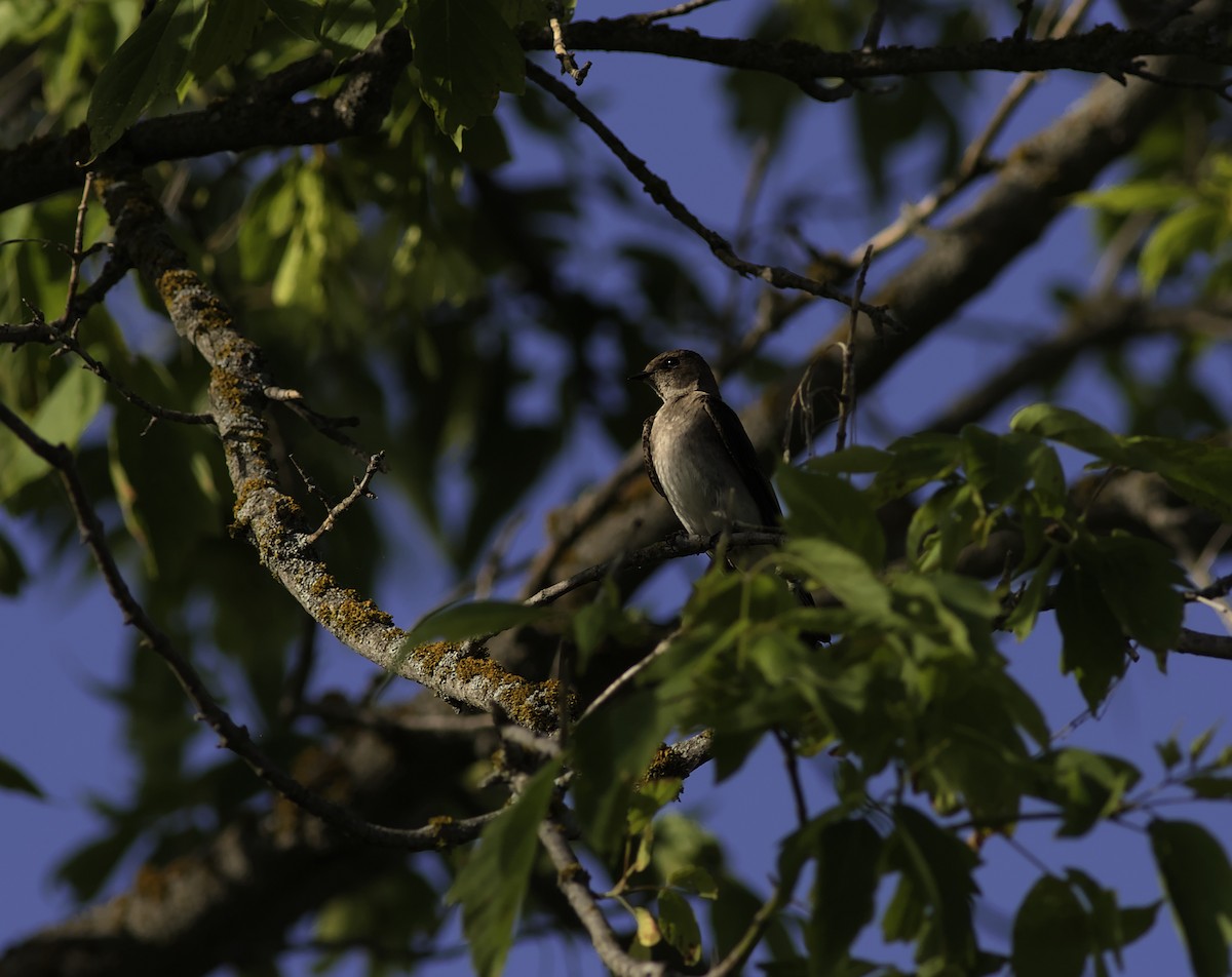 Northern Rough-winged Swallow - ML638235551