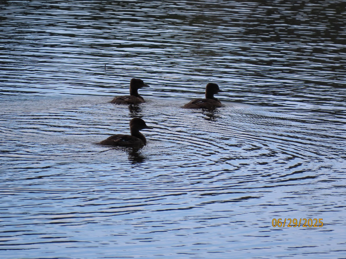 duck sp. - ML638235555