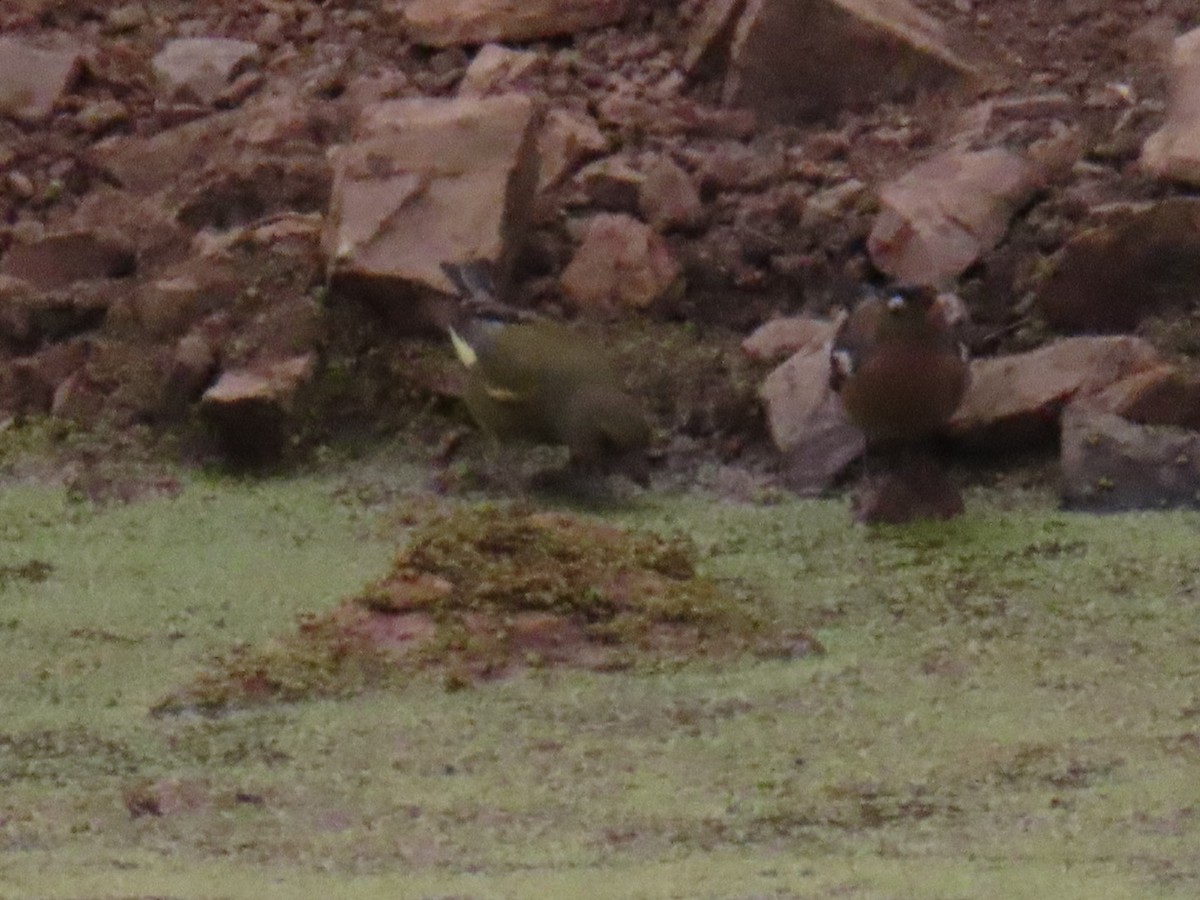European Greenfinch - ML638235559
