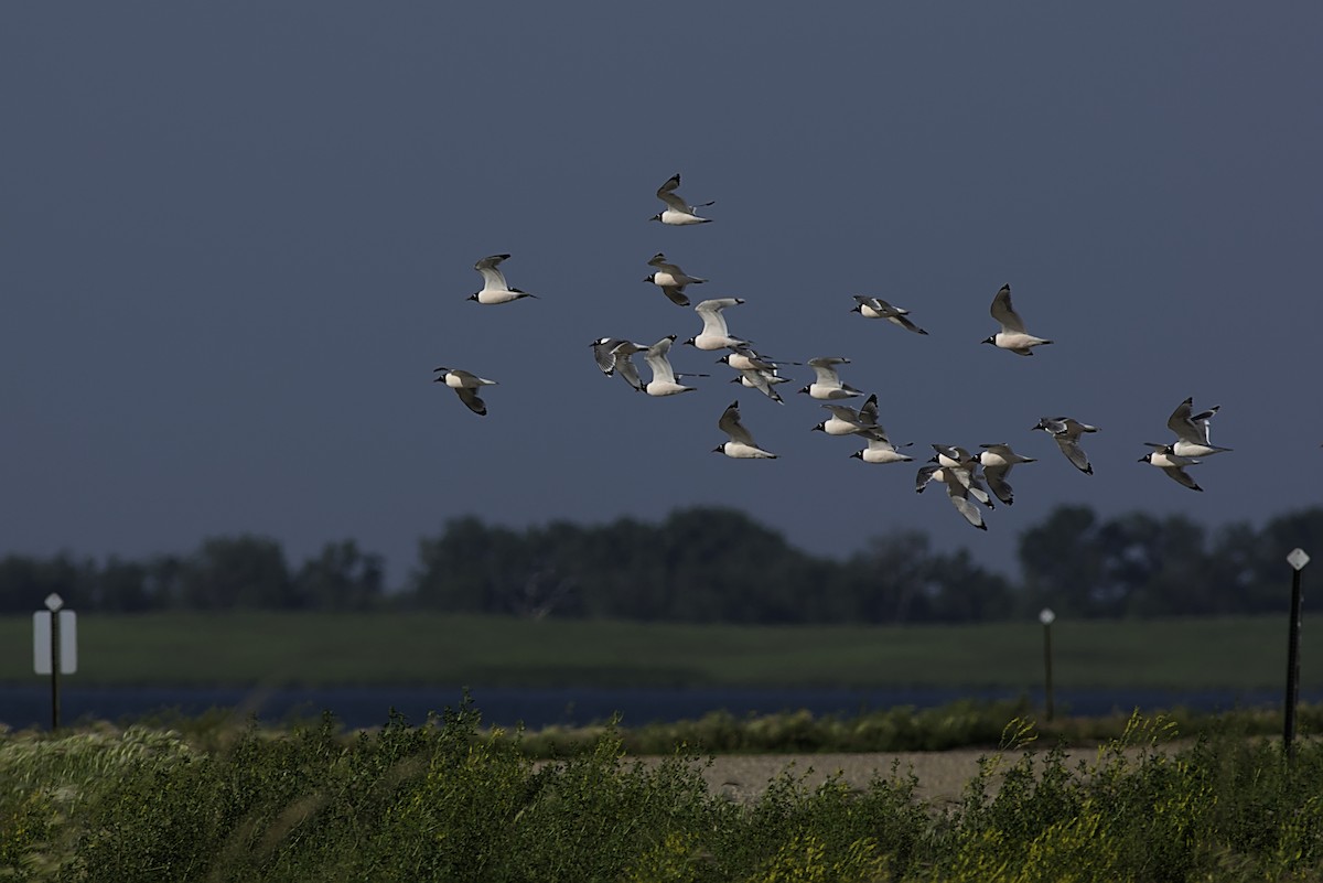 Franklin's Gull - ML638235560