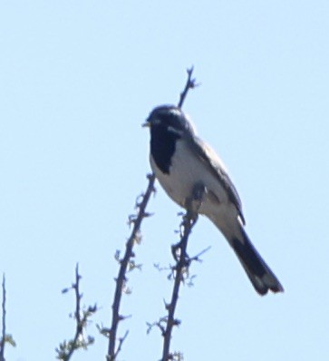 Black-throated Sparrow - ML638235565