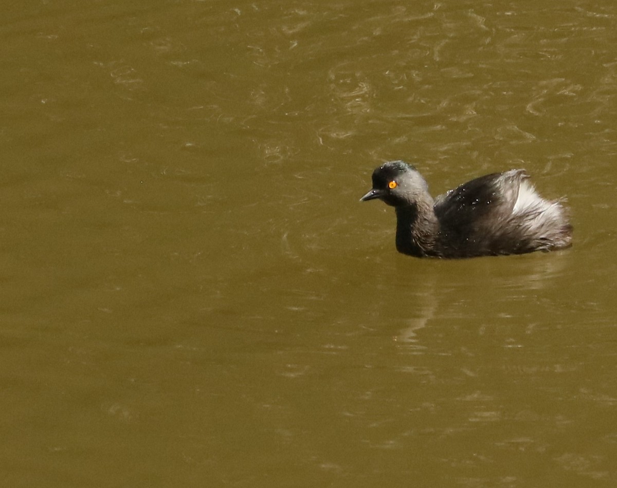 Least Grebe - ML638235567