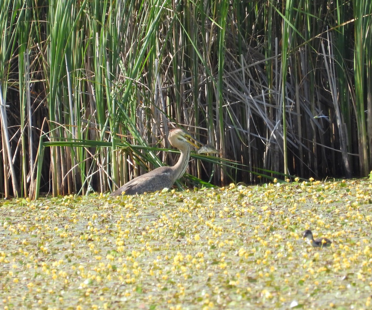 Purple Heron - ML638235569