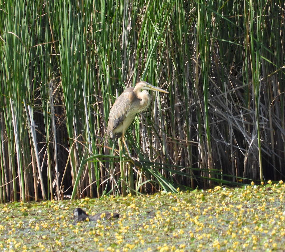 Purple Heron - ML638235570