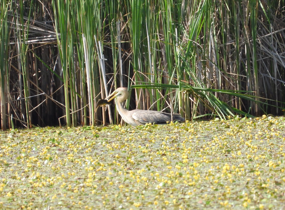 Purple Heron - ML638235575