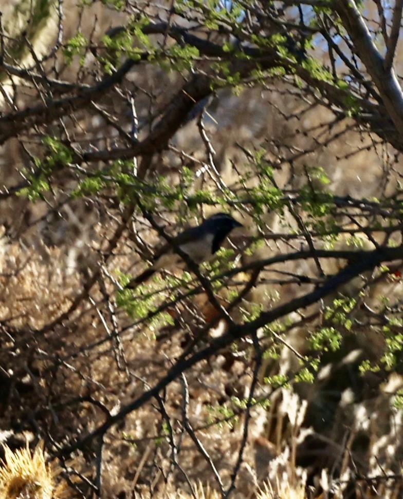 Black-throated Sparrow - ML638235576