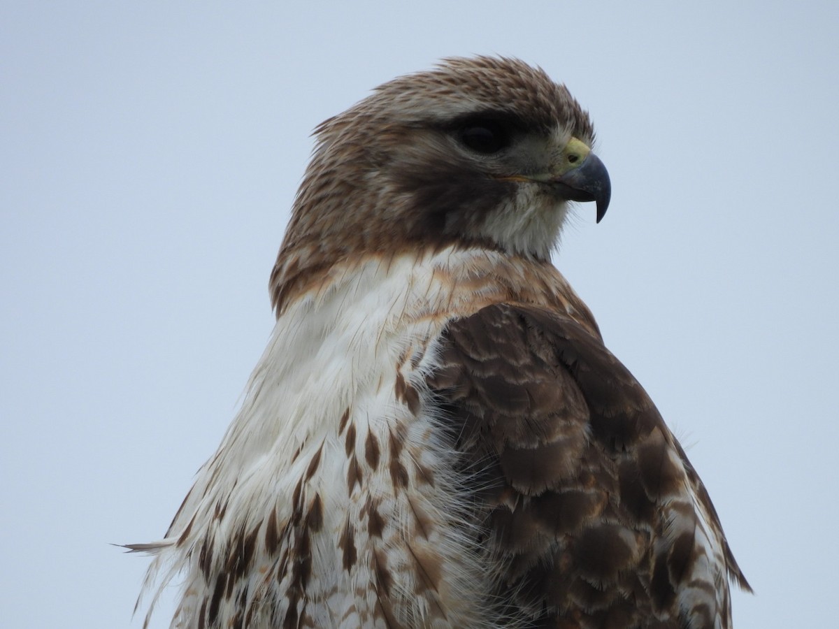 Red-tailed Hawk - ML638235578