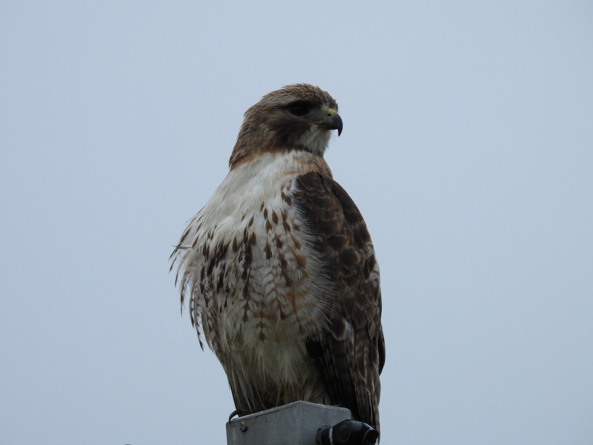 Red-tailed Hawk - ML638235579