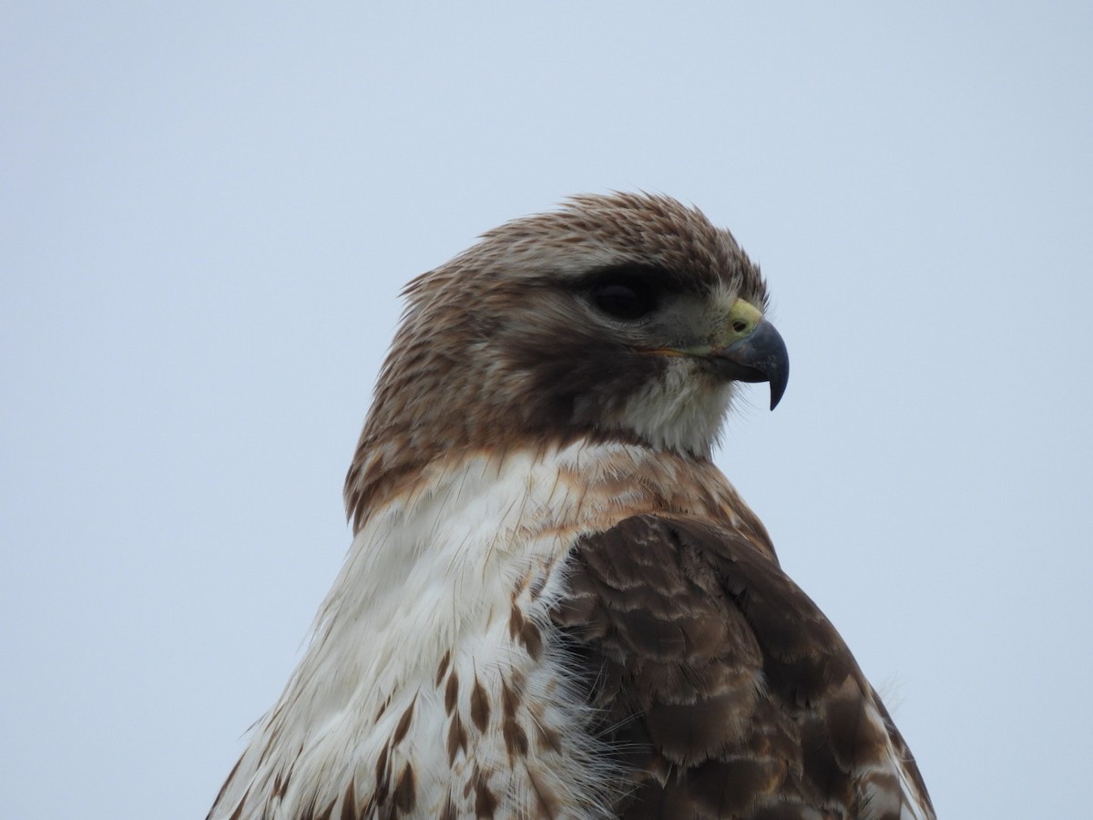 Red-tailed Hawk - ML638235580