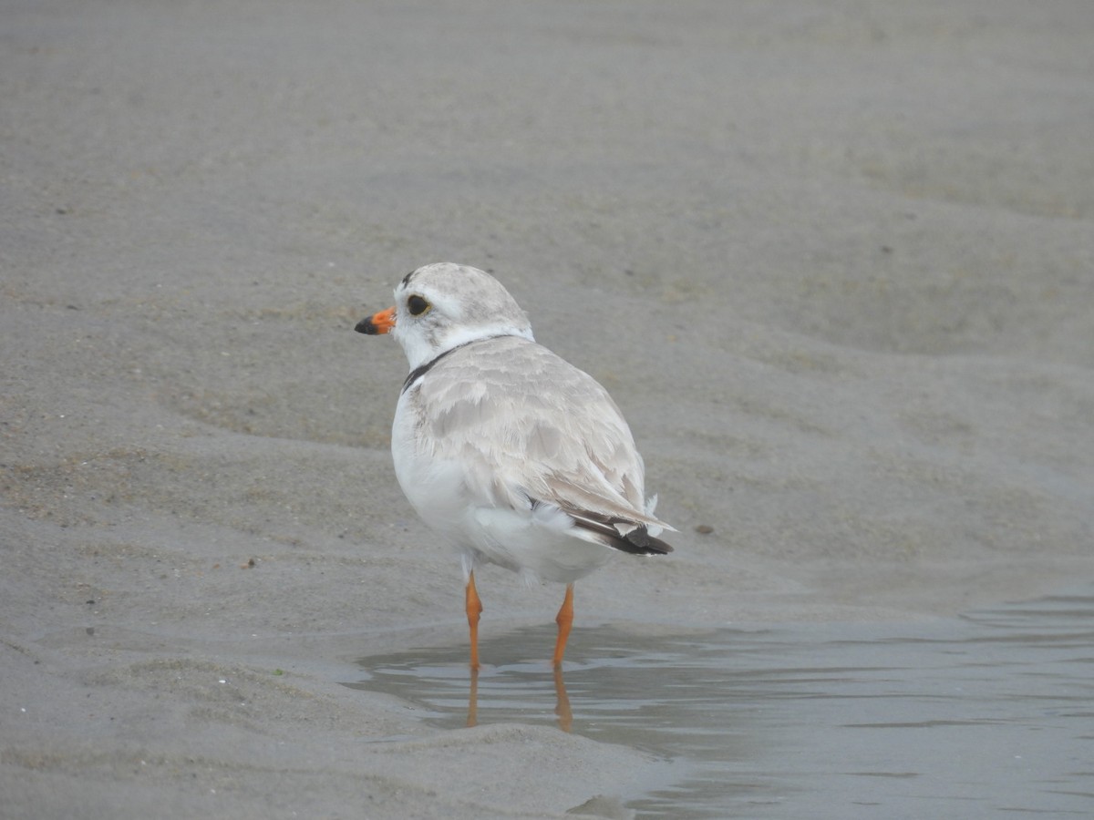 Piping Plover - ML638235591