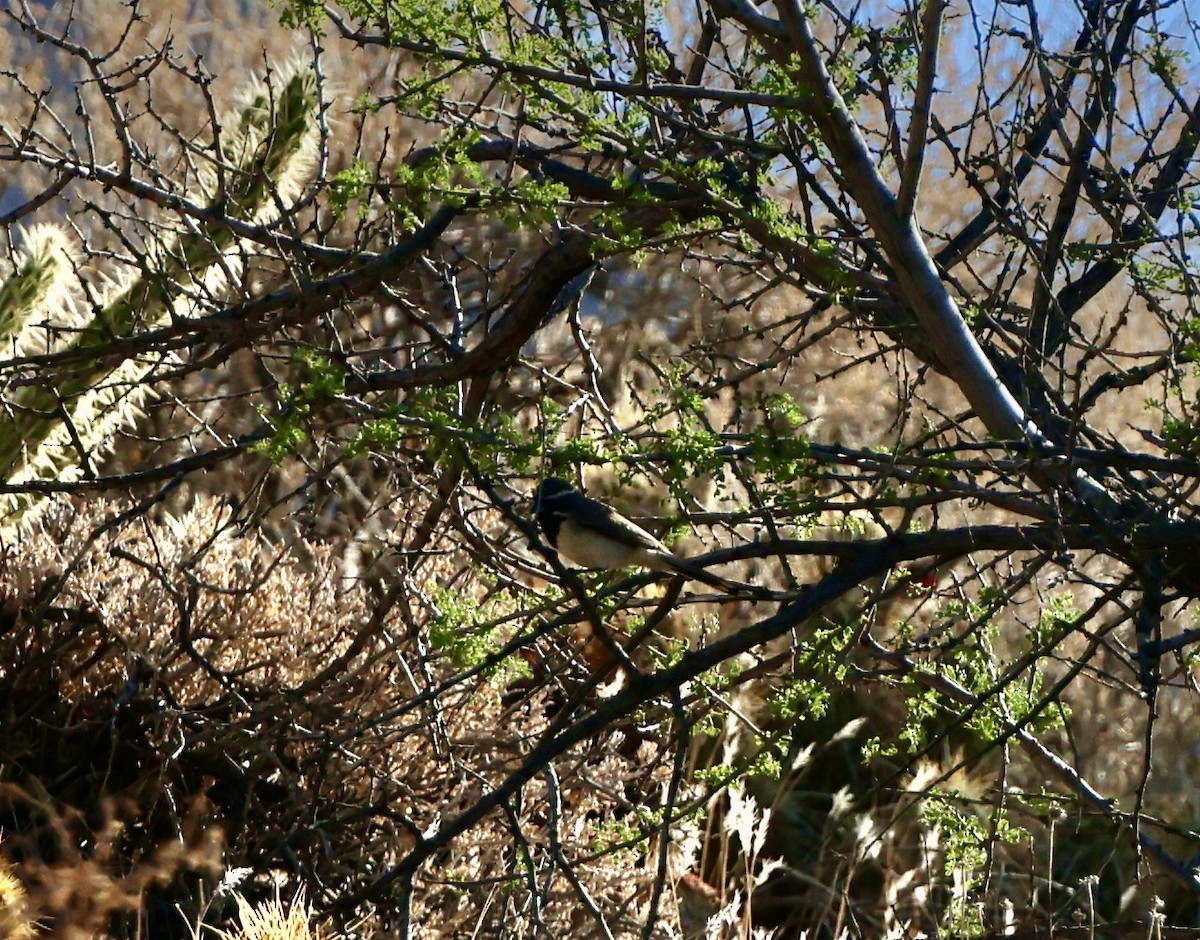 Black-throated Sparrow - ML638235596