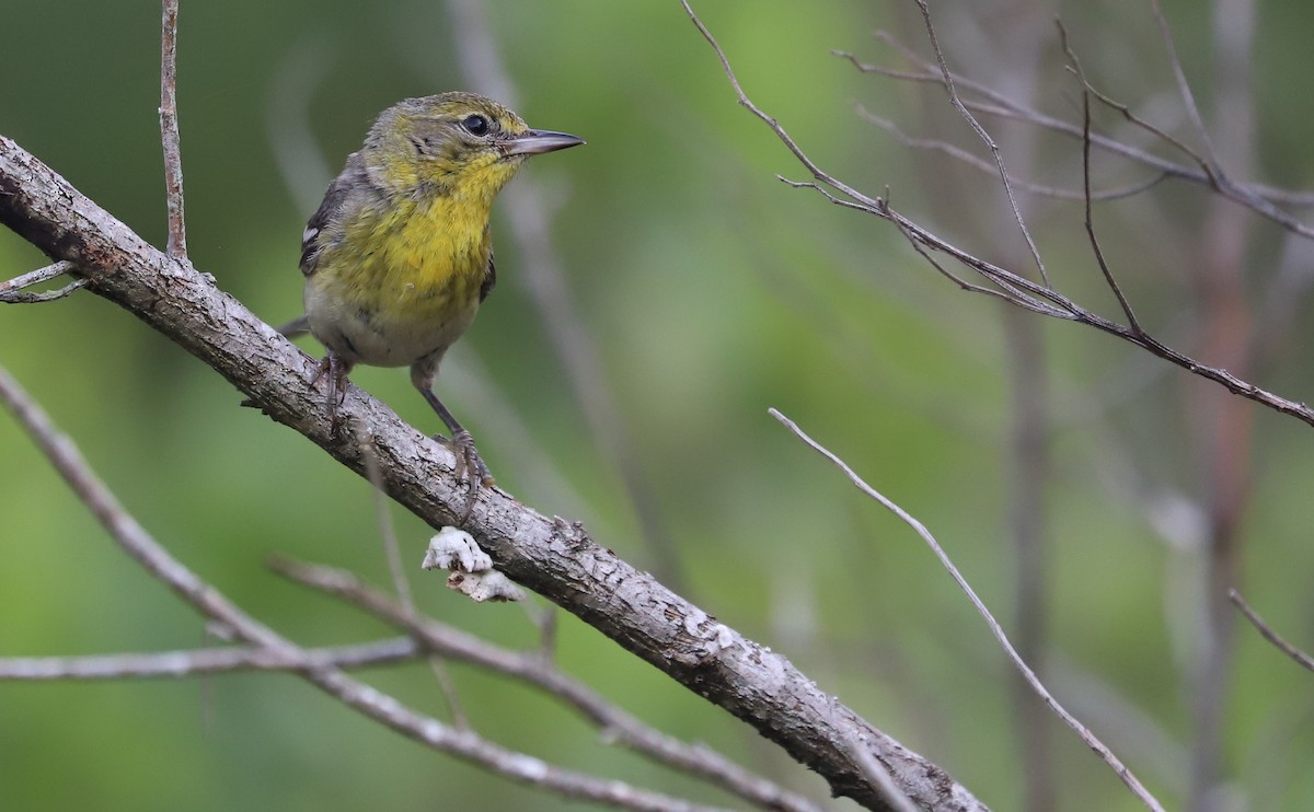 Pine Warbler - ML638235602