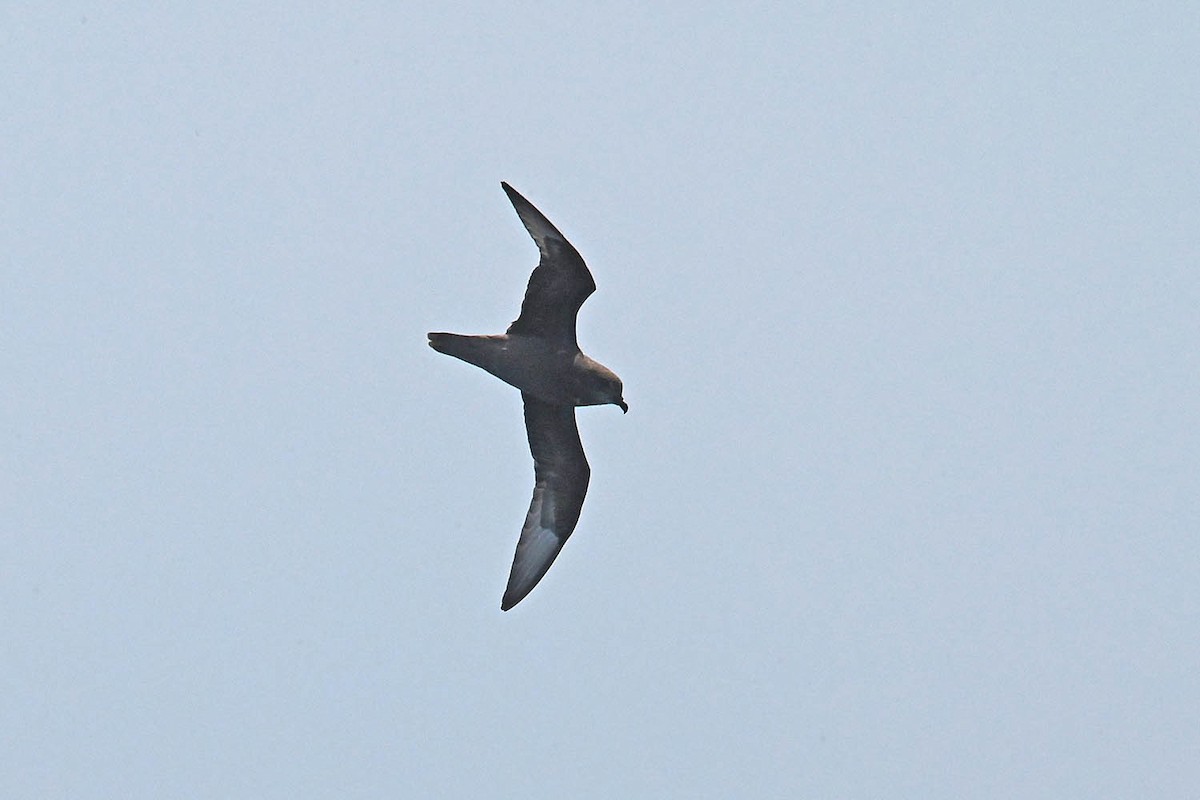 Murphy's Petrel - ML638235603