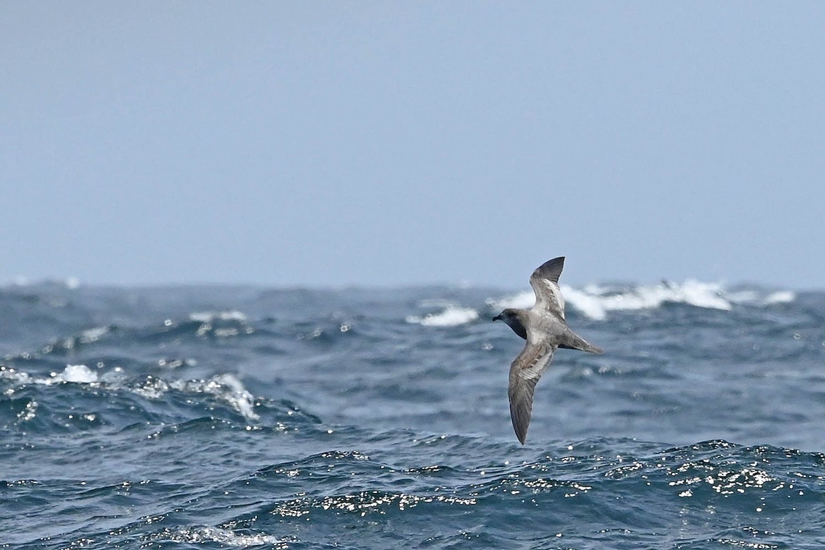 Murphy's Petrel - ML638235604
