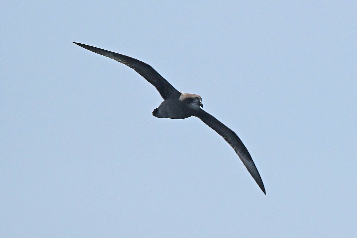 Murphy's Petrel - ML638235605
